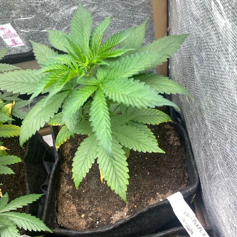 2ª - Purple Kush - Foto - DentistaSeeds growlog timeline photo