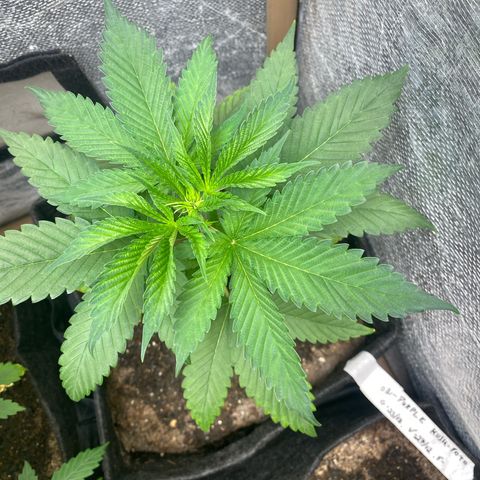 2ª - Purple Kush - Foto - DentistaSeeds growlog timeline photo