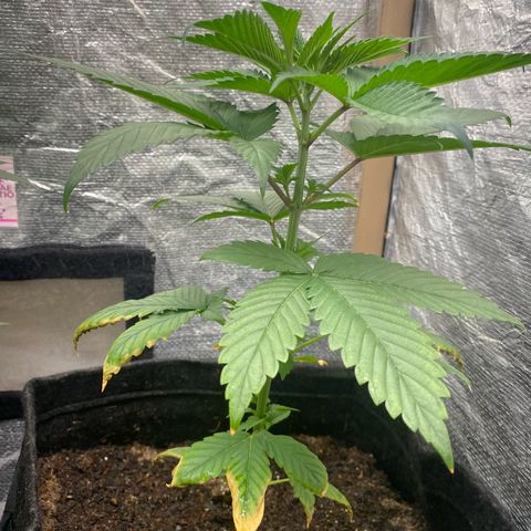 2ª - Purple Kush - Foto - DentistaSeeds growlog timeline photo