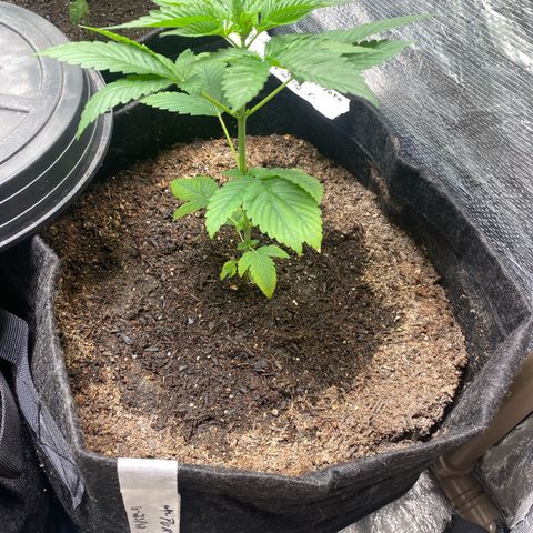 4ª - Purple Kush - Foto - DentistaSeeds  growlog timeline photo