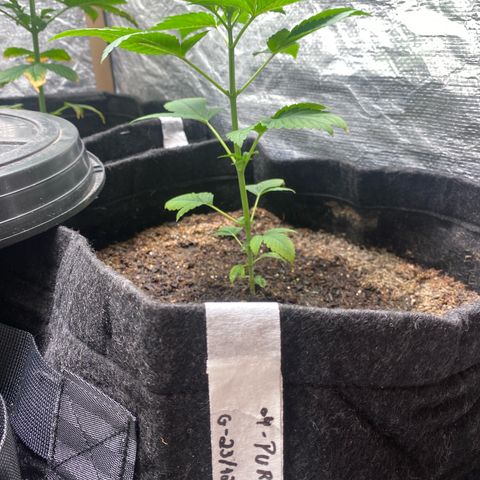 4ª - Purple Kush - Foto - DentistaSeeds  growlog timeline photo