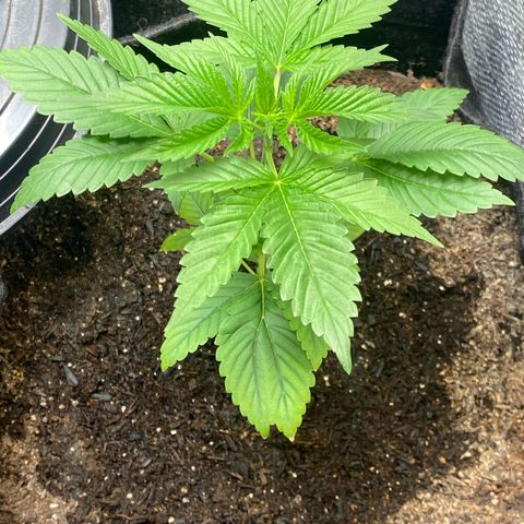 4ª - Purple Kush - Foto - DentistaSeeds  growlog timeline photo