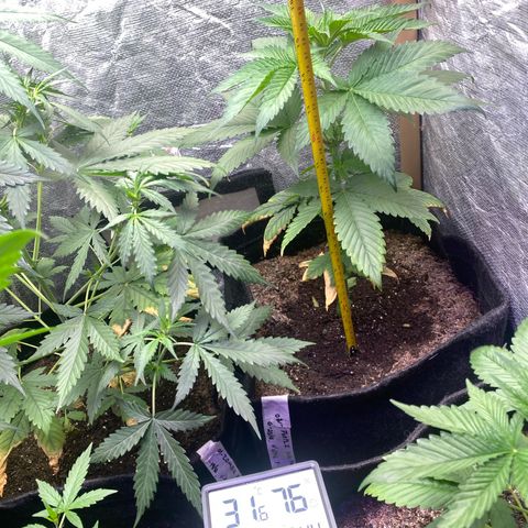2ª - Purple Kush - Foto - DentistaSeeds growlog photo: 40cm 