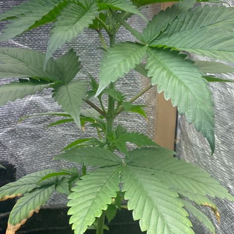 2ª - Purple Kush - Foto - DentistaSeeds growlog photo: Nós de caules grossos, pode ser da genética mas achei o crescimento um pouco lento…

Essa terá que passar por mais de 40dias de Vega eu acho 🤞🏼