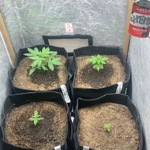 4ª - Purple Kush - Foto - DentistaSeeds  growlog photo: Vamo que vamo 🪴🤞🏼