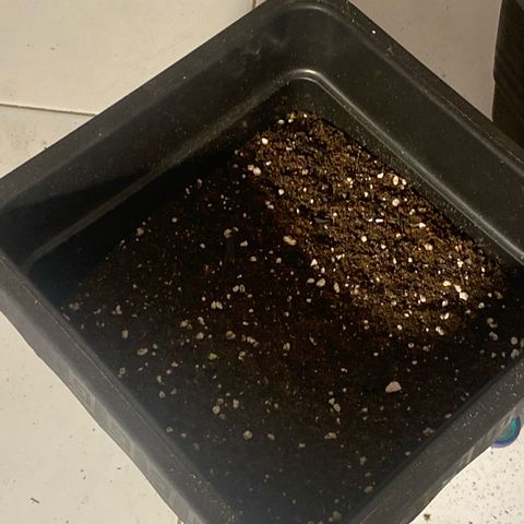 4ª - Purple Kush - Foto - DentistaSeeds  growlog photo: Misturei os 7L de Solo preparado com os mais ou menos 6L de Carolina Soil inerte e vou por pra descansar tbm… creio que ficará “mais fraco” mas que tbm nao seja nada cruscial até porque essa receita de solo do  “Gynetics” fãs de 55L ( 50 Carolina soil + 5 perlita ) até 77L, com a mesma quantidade de insumos, então acho que essa mistura ainda tá dentro do alcance nutritivos🙌🏼 será pra planta N6ª 🥹