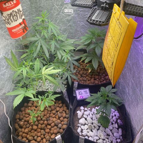 4ª - Purple Kush - Foto - DentistaSeeds  growlog photo: E parece que estamos decoradas 😋🫶🏼 
Argila e Pedras lisas ( bem lavadas antes de colocas no vaso ) 