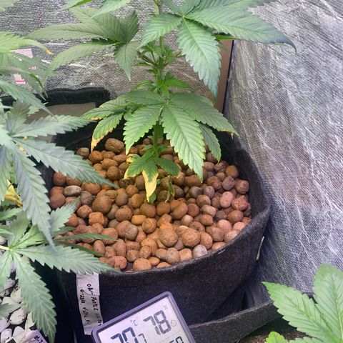 2ª - Purple Kush - Foto - DentistaSeeds growlog photo: Style rústic❤️ 😂