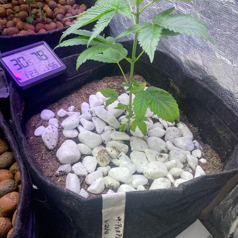 4ª - Purple Kush - Foto - DentistaSeeds  growlog photo: Nevou pra nossa atual caçula ❤️😂