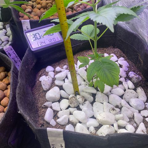 4ª - Purple Kush - Foto - DentistaSeeds  growlog photo: 24cm