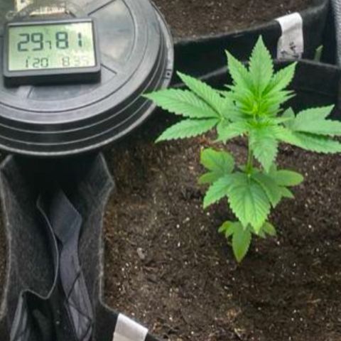 4ª - Purple Kush - Foto - DentistaSeeds  growlog photo: Perceptível o desbloqueio dela, agora vai 🙌🏼 atrasamos mais 7 dias de Vega, mas nada demais ❤️