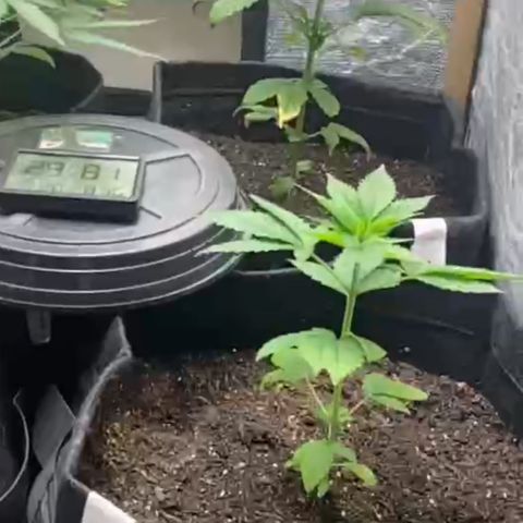 4ª - Purple Kush - Foto - DentistaSeeds  growlog photo: Agora começou ramificar 🙌🏼🌱