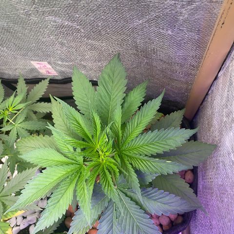 2ª - Purple Kush - Foto - DentistaSeeds growlog photo: Essa folhagem tá um esperando de 🤩 🥹