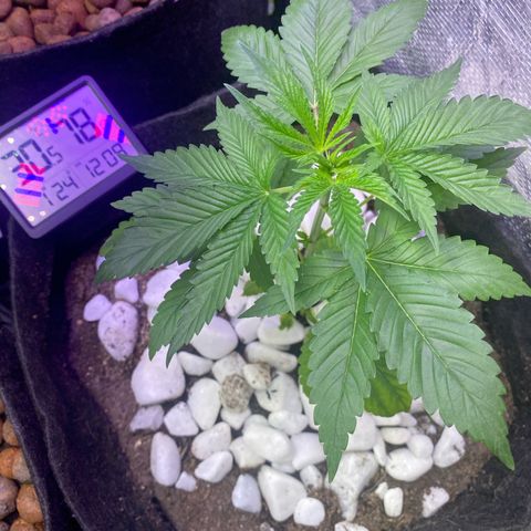 4ª - Purple Kush - Foto - DentistaSeeds  growlog photo: A atrasadinha 😂❤️ mas pega a visão nessa folhagem 🤩