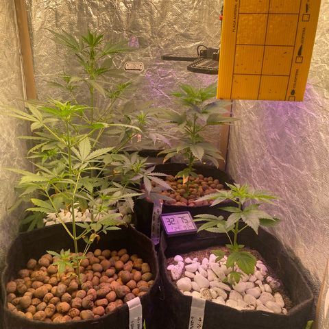 4ª - Purple Kush - Foto - DentistaSeeds  growlog photo: Amanheceram todas ótimas🙌🏼🤩