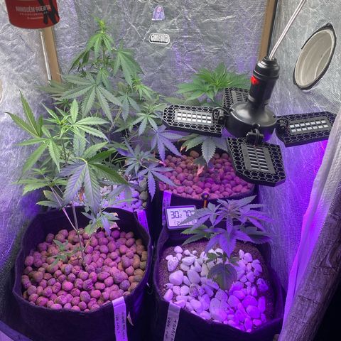 4ª - Purple Kush - Foto - DentistaSeeds  growlog timeline photo