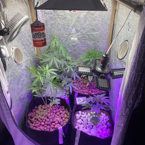 4ª - Purple Kush - Foto - DentistaSeeds  growlog timeline photo