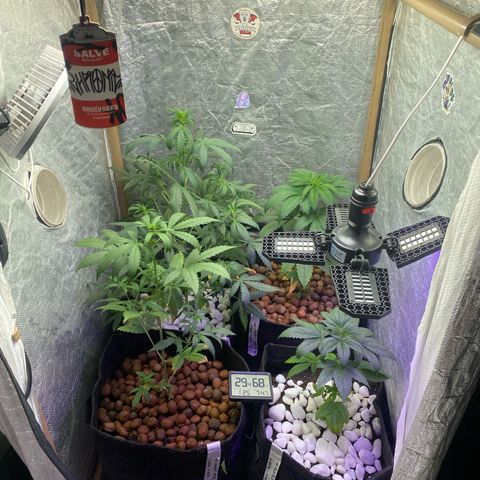 4ª - Purple Kush - Foto - DentistaSeeds  growlog photo: Após a rega com nutrientes 🤏🏼🌱
