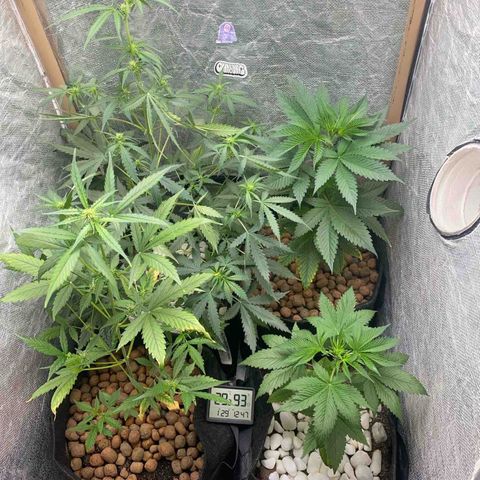 4ª - Purple Kush - Foto - DentistaSeeds  growlog photo: Depois da rega foliar 🙌🏼