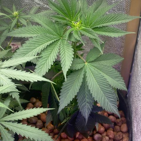 2ª - Purple Kush - Foto - DentistaSeeds growlog photo: Acabou de ser regada 🙌🏼