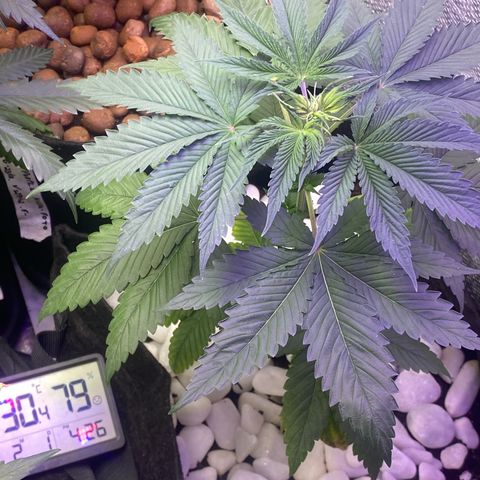 4ª - Purple Kush - Foto - DentistaSeeds  growlog timeline photo