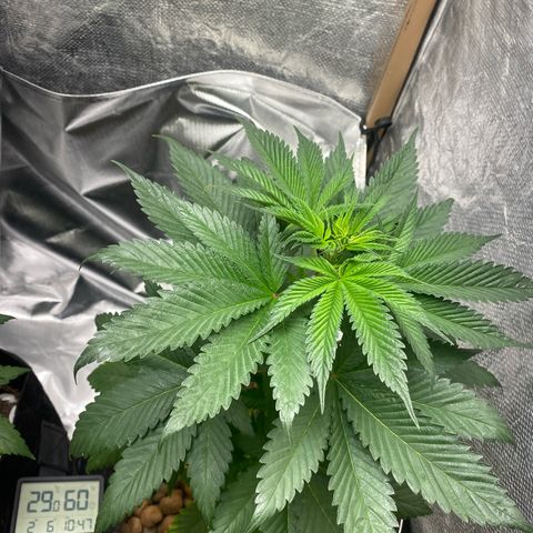 2ª - Purple Kush - Foto - DentistaSeeds growlog timeline photo