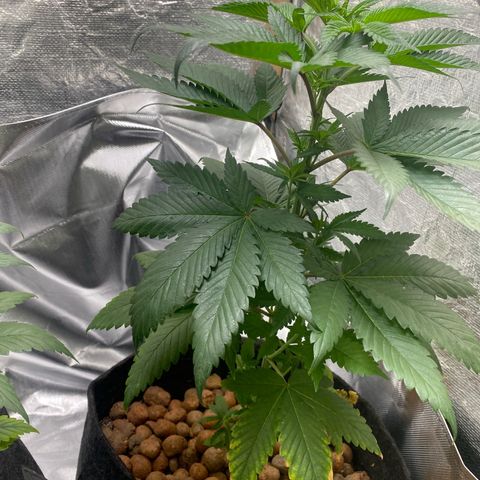 2ª - Purple Kush - Foto - DentistaSeeds growlog timeline photo