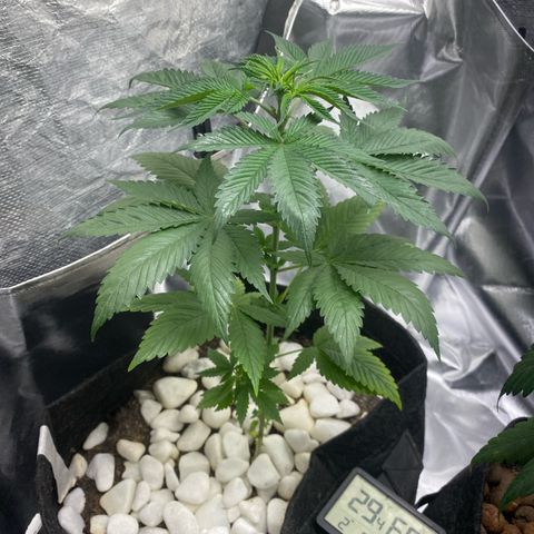4ª - Purple Kush - Foto - DentistaSeeds  growlog timeline photo