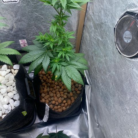 2ª - Purple Kush - Foto - DentistaSeeds growlog photo: Por ser a foto mais velha, e ainda está pouco ramificada; Suspeitei que fosse por conta da potência da minha luz na Vega, então estou fazendo o máximo possível pra espor os nós a luz e aproximando o máximo sem que esquente o ambiente 🙌🏼

Vamos ver nos próximos 3 dias se ela reage bem a essa defoliacao adiantada 🤞🏼