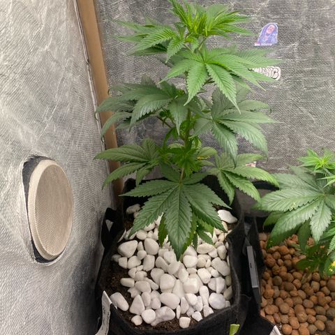 4ª - Purple Kush - Foto - DentistaSeeds  growlog photo: Essa como perdeu umas 3 semanas travada eu não considero que ainda está em fase pra fazer a mesma defoliacao que fiz hoje na mais velha…
Aproximei ela mais do Led e só vamos aguardar que ela reaja bem 🙌🏼