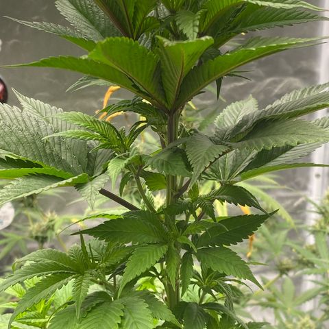 2ª - Purple Kush - Foto - DentistaSeeds growlog photo: Ramificação lenta ainda, vou completar os 55 dias de flora e flipar pra ver se me rende algo 🥲