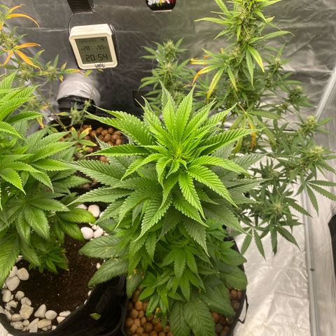 2ª - Purple Kush - Foto - DentistaSeeds growlog photo: Ramificação lenta ainda, vou completar os 55 dias de flora e flipar pra ver se me rende algo 🥲
