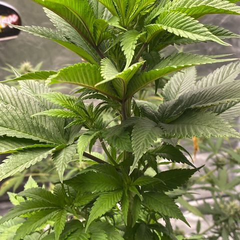 2ª - Purple Kush - Foto - DentistaSeeds growlog timeline photo