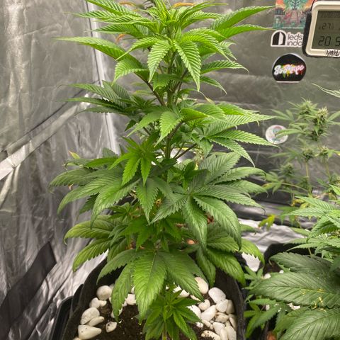 4ª - Purple Kush - Foto - DentistaSeeds  growlog timeline photo