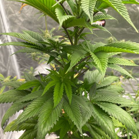 4ª - Purple Kush - Foto - DentistaSeeds  growlog timeline photo