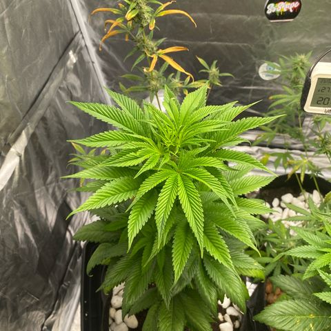 4ª - Purple Kush - Foto - DentistaSeeds  growlog timeline photo