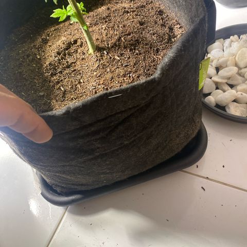 2ª - Purple Kush - Foto - DentistaSeeds growlog timeline photo