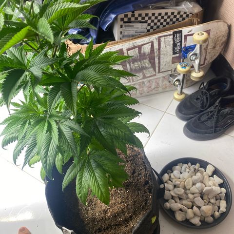 2ª - Purple Kush - Foto - DentistaSeeds growlog timeline photo