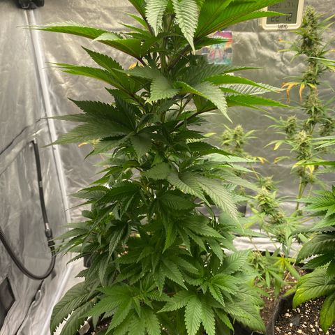 2ª - Purple Kush - Foto - DentistaSeeds growlog timeline photo