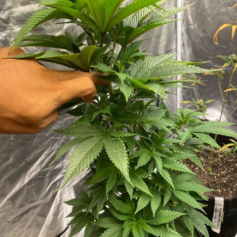 2ª - Purple Kush - Foto - DentistaSeeds growlog timeline photo