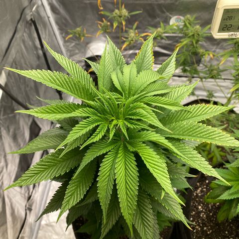 2ª - Purple Kush - Foto - DentistaSeeds growlog timeline photo