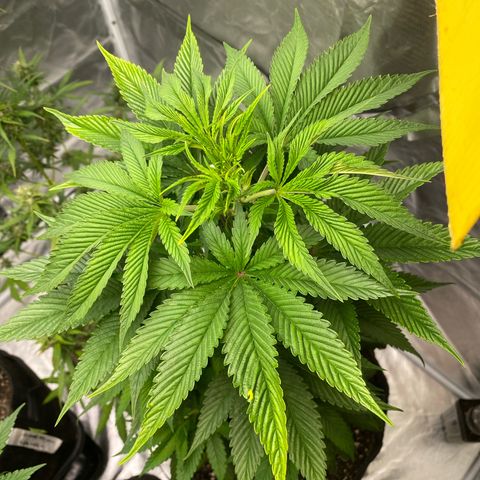 4ª - Purple Kush - Foto - DentistaSeeds  growlog timeline photo