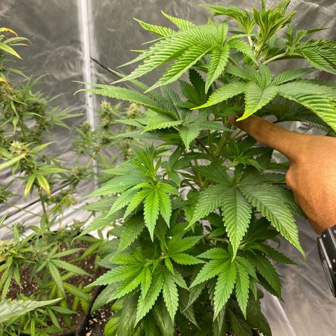 4ª - Purple Kush - Foto - DentistaSeeds  growlog timeline photo