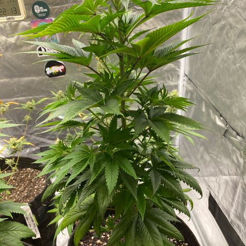 4ª - Purple Kush - Foto - DentistaSeeds  growlog timeline photo