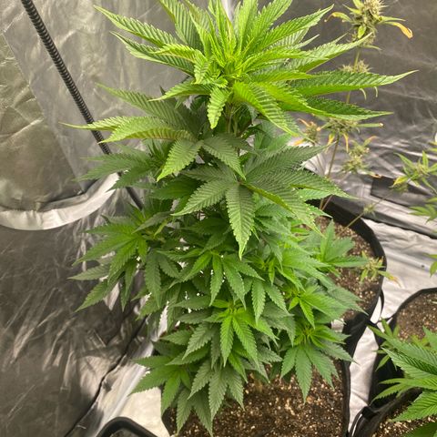 2ª - Purple Kush - Foto - DentistaSeeds growlog timeline photo
