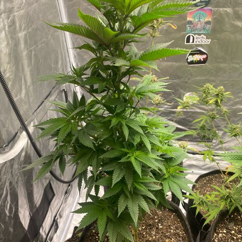 2ª - Purple Kush - Foto - DentistaSeeds growlog timeline photo