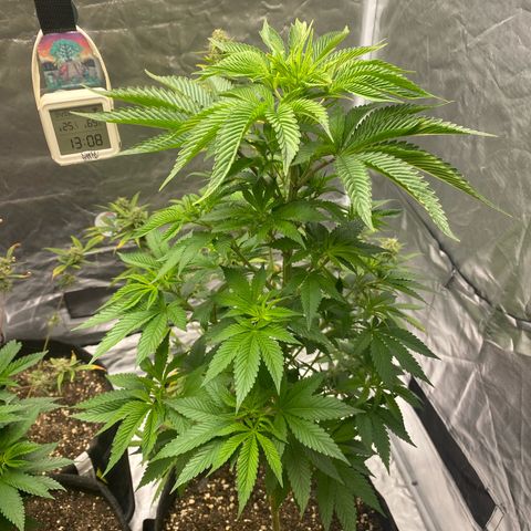 4ª - Purple Kush - Foto - DentistaSeeds  growlog timeline photo