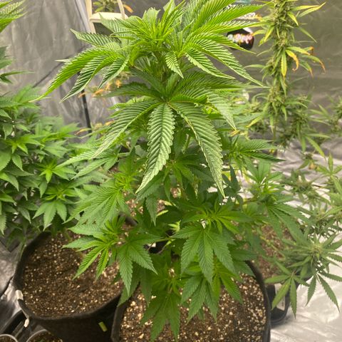 4ª - Purple Kush - Foto - DentistaSeeds  growlog timeline photo