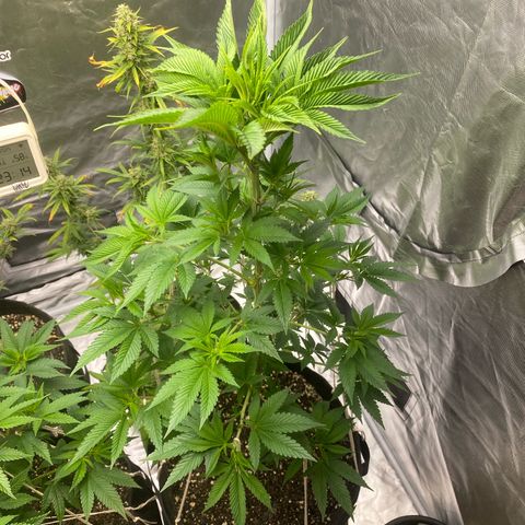 2ª - Purple Kush - Foto - DentistaSeeds growlog timeline photo