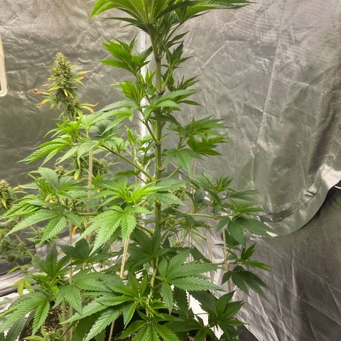 2ª - Purple Kush - Foto - DentistaSeeds growlog timeline photo